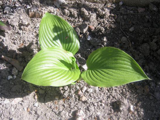 Name:  hosta.jpg
Views: 935
Size:  58.0 KB