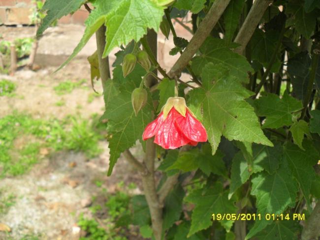 Name:  131.jpg
Views: 534
Size:  47.7 KB