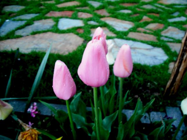 Name:  DSCF2012.jpg
Views: 992
Size:  42.7 KB