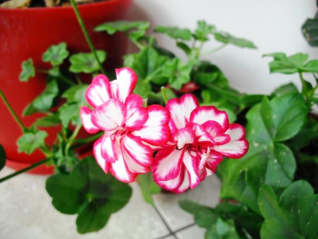 Name:  DSCF2045.jpg
Views: 809
Size:  39.7 KB