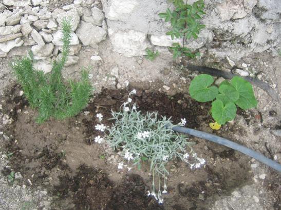 Name:  biberiye yazkar glhatmi.jpg
Views: 2241
Size:  55.5 KB