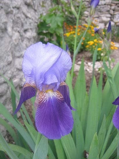 Name:  iris.JPG
Views: 1762
Size:  41.1 KB