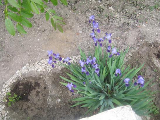 Name:  iris yukardan.jpg
Views: 1766
Size:  51.1 KB