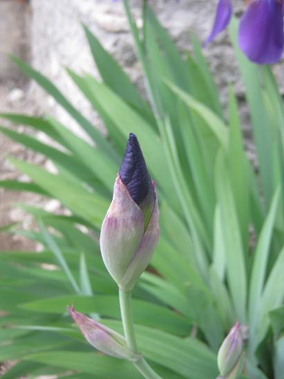 Name:  iris tomurcuk.JPG
Views: 1717
Size:  32.6 KB