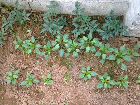Name:  w 024 (Byk).jpg
Views: 377
Size:  72.1 KB