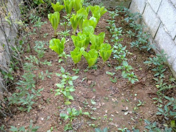 Name:  w 025 (Byk).jpg
Views: 373
Size:  72.9 KB