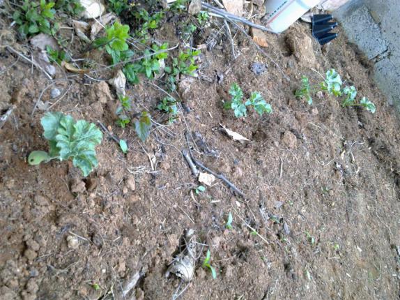 Name:  w 026 (Byk).jpg
Views: 372
Size:  72.3 KB