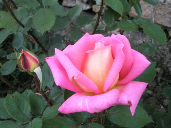 Name:  P5220423 (600 x 450).jpg
Views: 1008
Size:  61.8 KB