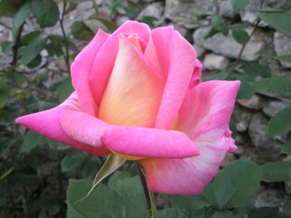 Name:  P5220424 (600 x 450).jpg
Views: 830
Size:  56.0 KB