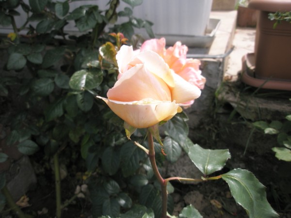 Name:  P5230459 (600 x 450).jpg
Views: 785
Size:  53.8 KB