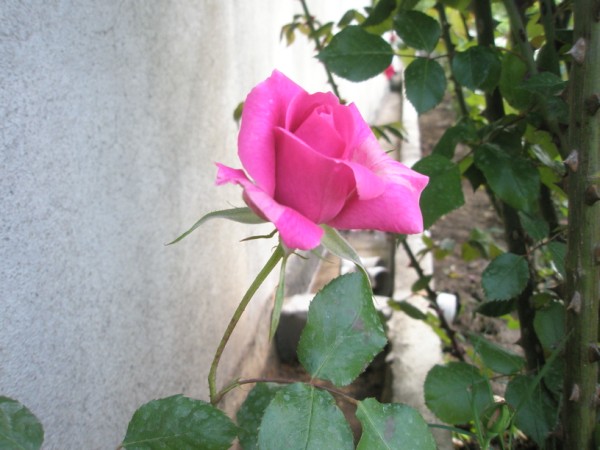 Name:  P5230470 (600 x 450).jpg
Views: 801
Size:  62.3 KB