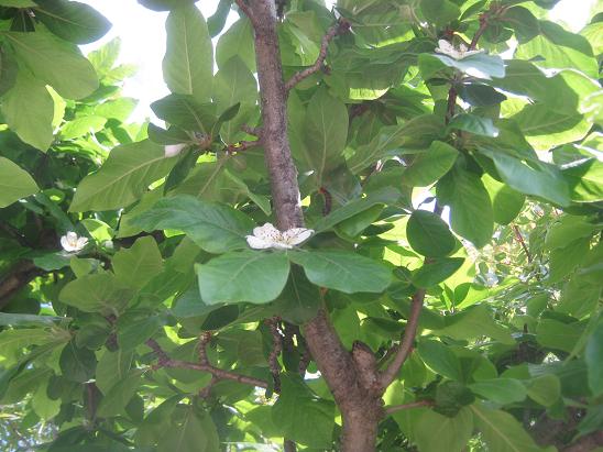 Name:  mumula aa.JPG
Views: 2469
Size:  60.2 KB