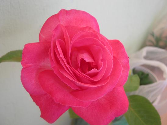 Name:  pembe gl.JPG
Views: 3243
Size:  35.0 KB