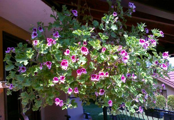 Name:  ceylan sardunya 3.jpg
Views: 1336
Size:  71.7 KB