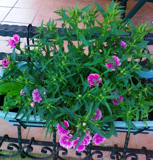 Name:  dianthus 4.jpg
Views: 1050
Size:  75.2 KB