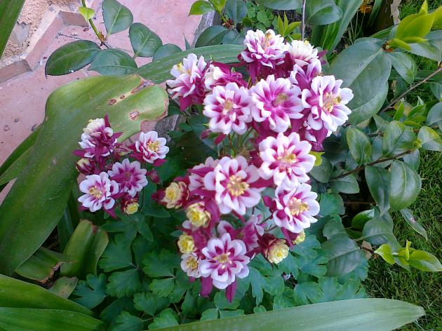 Name:  haseki kpesi 2.jpg
Views: 4615
Size:  70.2 KB