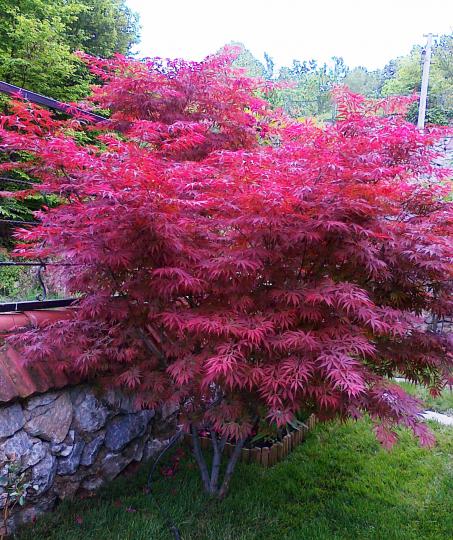 Name:  acer 1.jpg
Views: 4794
Size:  73.5 KB