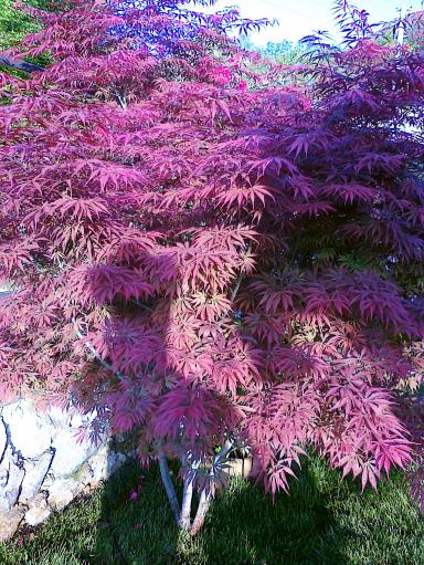 Name:  acer 3.jpg
Views: 1976
Size:  74.1 KB