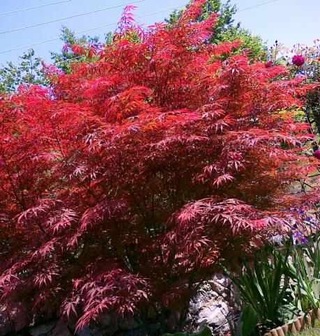 Name:  acer 7.jpg
Views: 1974
Size:  74.2 KB