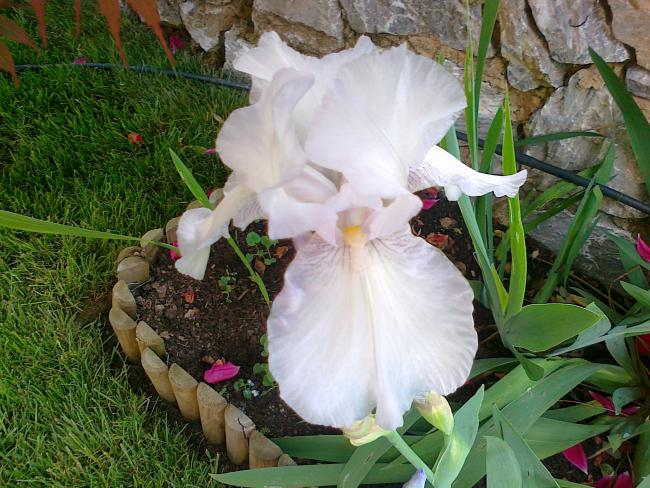 Name:  iris 4.jpg
Views: 1794
Size:  68.9 KB