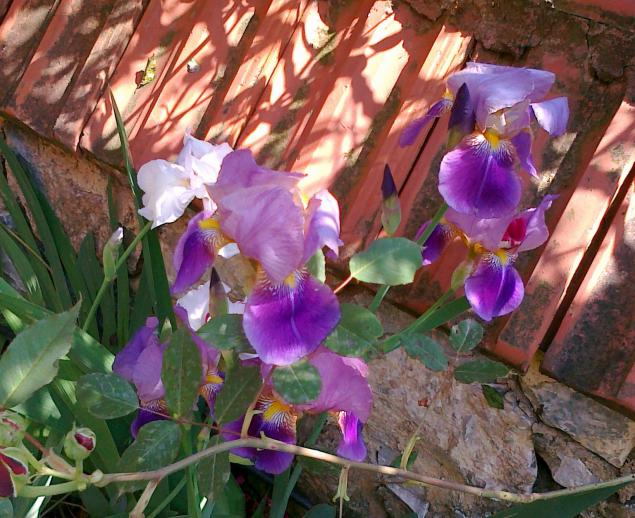 Name:  iris 14.jpg
Views: 1777
Size:  70.4 KB