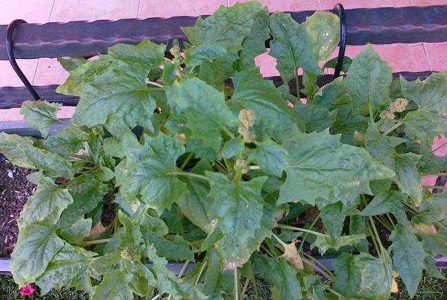 Name:  beetberry 2.jpg
Views: 1902
Size:  61.8 KB