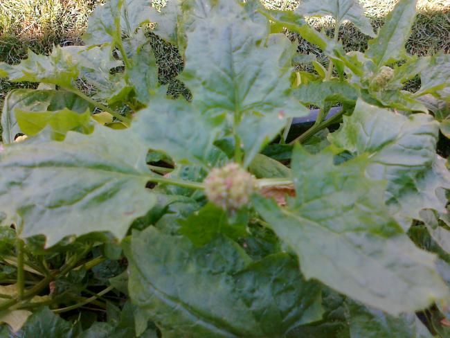 Name:  beetberry 4.jpg
Views: 1760
Size:  53.8 KB