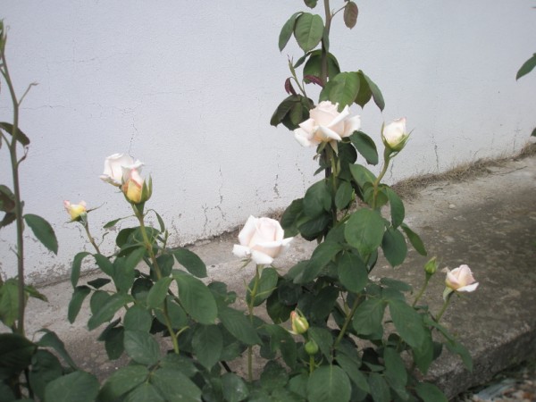 Name:  P5230511 (600 x 450).jpg
Views: 755
Size:  62.8 KB