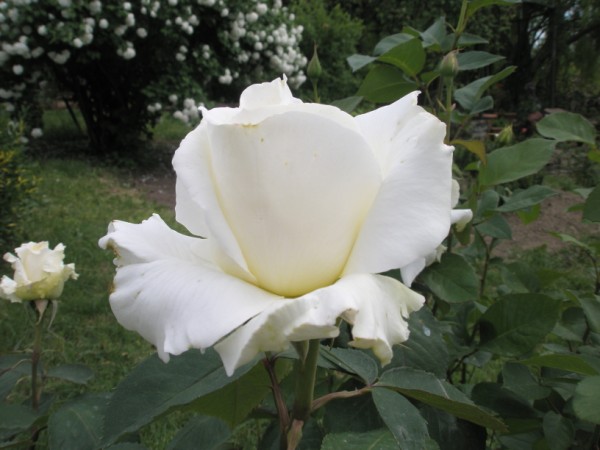 Name:  P5230512 (600 x 450).jpg
Views: 1012
Size:  57.4 KB