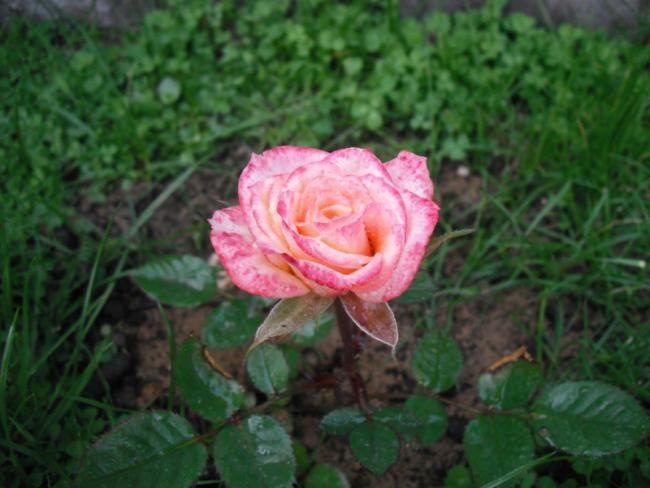 Name:  DSCF2108.jpg
Views: 727
Size:  42.1 KB