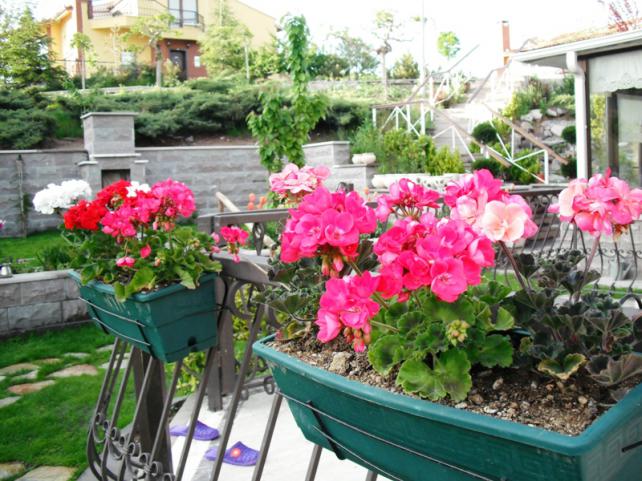 Name:  DSCF2109.jpg
Views: 731
Size:  70.6 KB