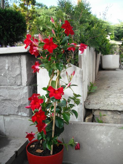 Name:  DSCF2086.jpg
Views: 784
Size:  69.3 KB