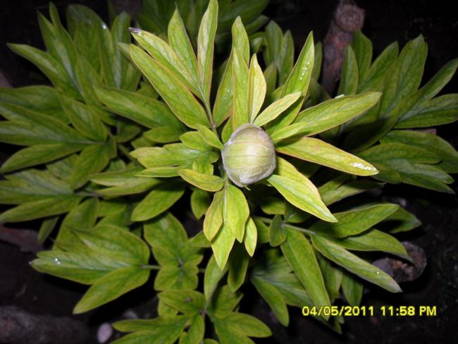 Name:  040.jpg
Views: 1218
Size:  49.1 KB
