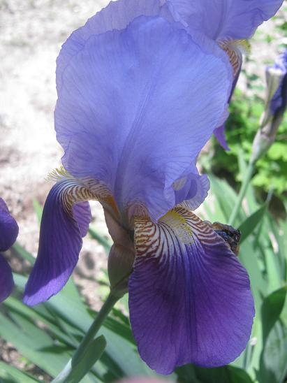 Name:  iris.JPG
Views: 1634
Size:  40.2 KB