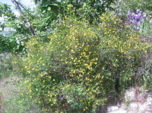 Name:  jasmium fruticans1.jpg
Views: 1809
Size:  70.6 KB