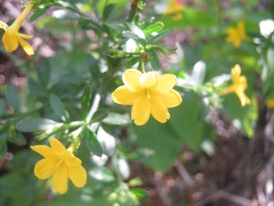 Name:  jasmium frutcans.JPG
Views: 1859
Size:  44.1 KB