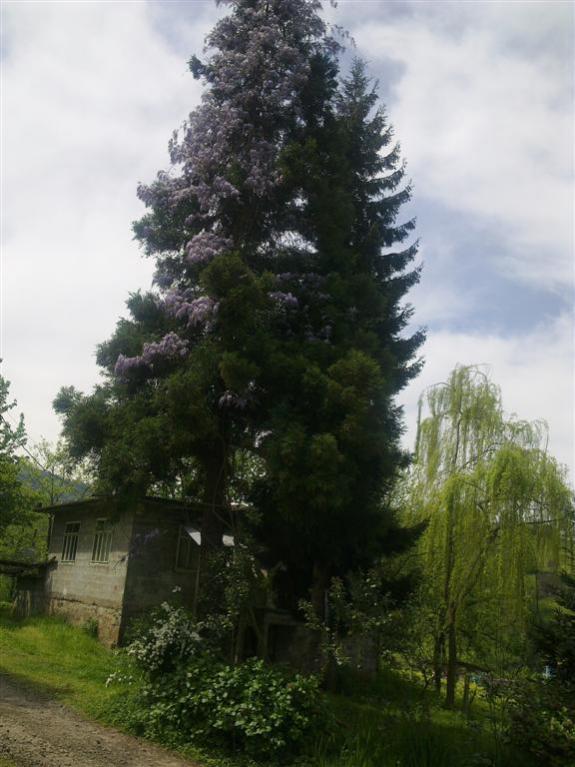 Name:  11 034 (Byk).jpg
Views: 448
Size:  61.6 KB