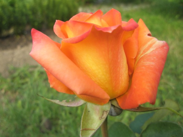 Name:  P5240525 (600 x 450).jpg
Views: 778
Size:  45.0 KB