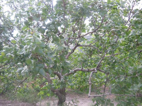 Name:  antep f aac.jpg
Views: 2075
Size:  59.9 KB