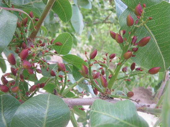 Name:  antep fstklar.JPG
Views: 1584
Size:  60.2 KB
