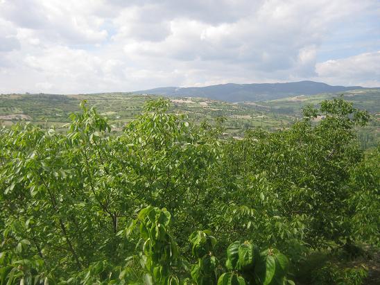 Name:  karki dalar.JPG
Views: 1640
Size:  67.9 KB