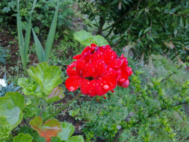 Name:  w 024 (Byk).jpg
Views: 392
Size:  62.6 KB
