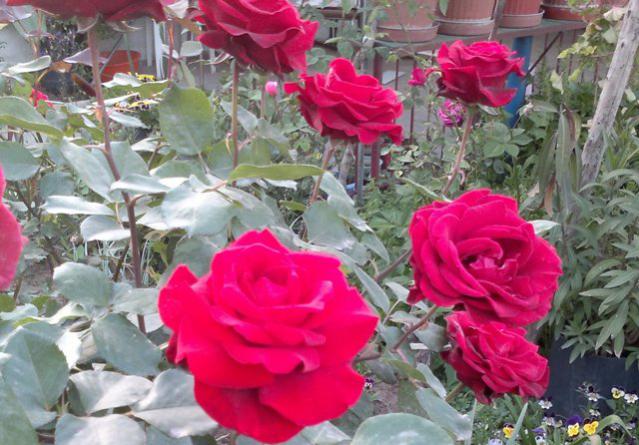 Name:  ABCD0001.jpg
Views: 716
Size:  57.7 KB
