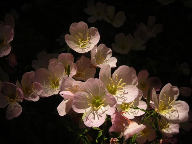 Name:  DSCN5292.jpg
Views: 943
Size:  35.1 KB