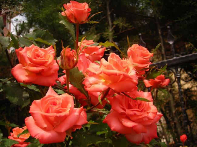 Name:  DSCN5364.jpg
Views: 1138
Size:  53.4 KB
