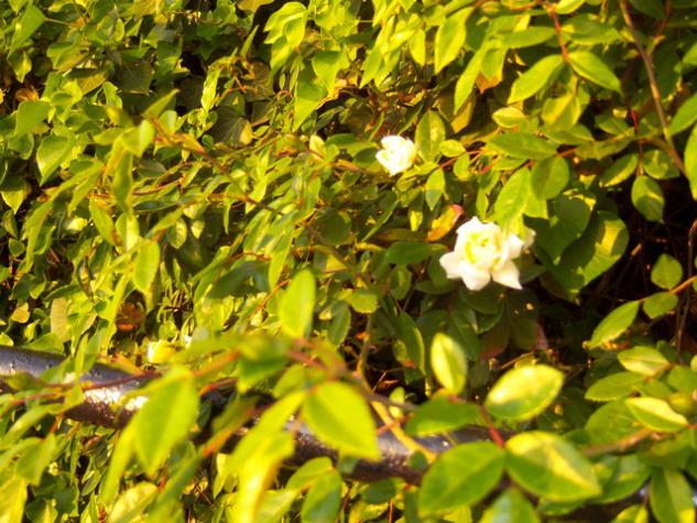 Name:  100_1398.jpg
Views: 722
Size:  71.1 KB