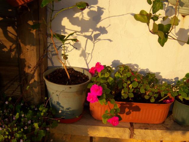 Name:  100_1406.jpg
Views: 669
Size:  45.5 KB