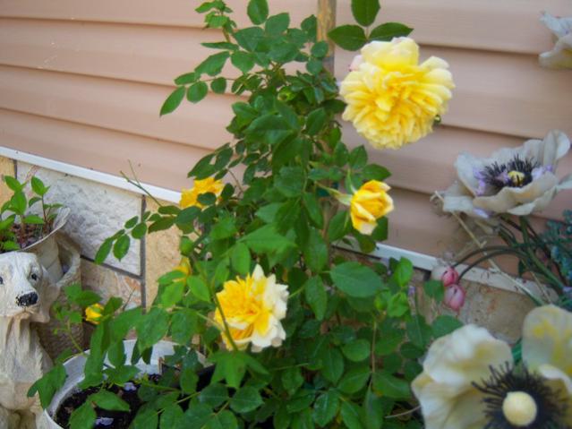 Name:  100_1363.jpg
Views: 665
Size:  45.6 KB