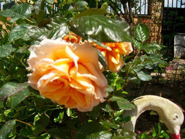 Name:  100_1364.jpg
Views: 651
Size:  65.4 KB