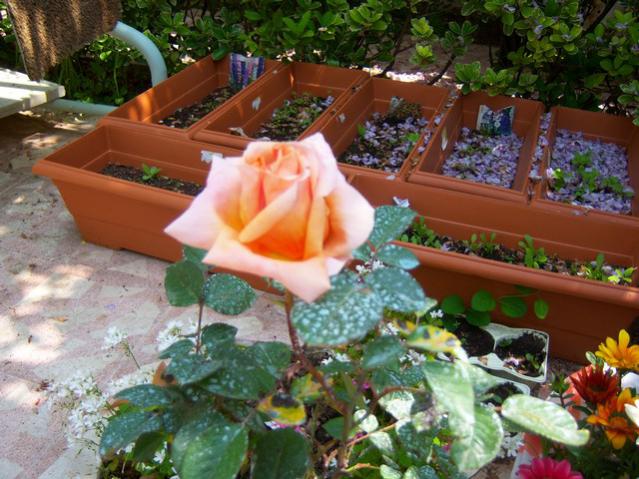 Name:  100_1370.jpg
Views: 667
Size:  61.8 KB